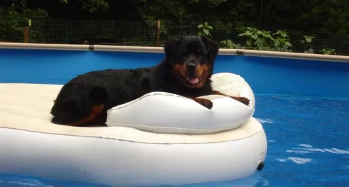 [Hearth.com] Dog pics. Overdone I know but I love dogs, especially Rottweilers. Letâ€™s see â€™em