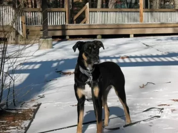 [Hearth.com] Dog pics. Overdone I know but I love dogs, especially Rottweilers. Letâ€™s see â€™em