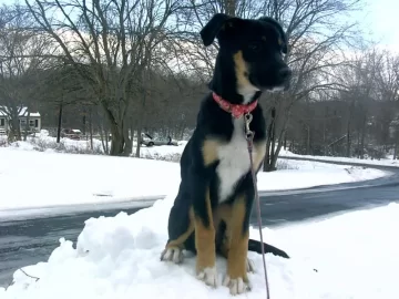 [Hearth.com] Dog pics. Overdone I know but I love dogs, especially Rottweilers. Letâ€™s see â€™em