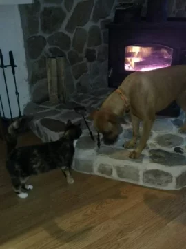 [Hearth.com] Dog pics. Overdone I know but I love dogs, especially Rottweilers. Letâ€™s see â€™em