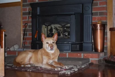 [Hearth.com] Dog pics. Overdone I know but I love dogs, especially Rottweilers. Letâ€™s see â€™em