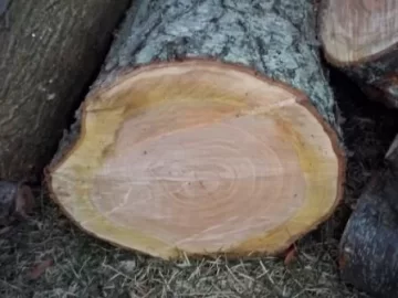 [Hearth.com] Scrounge wood ID