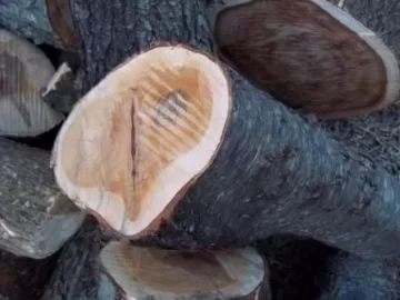 [Hearth.com] Scrounge wood ID