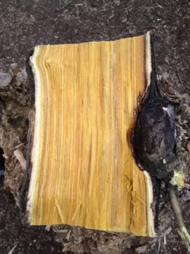 [Hearth.com] Scrounge wood ID