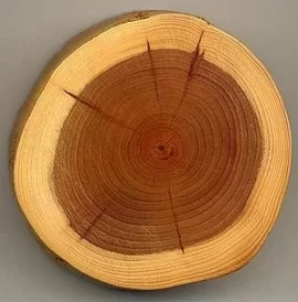 [Hearth.com] Scrounge wood ID