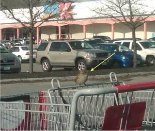 [Hearth.com] At the shopping Plaza a Little Birdie was all ready to go shopping with me!