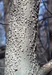 [Hearth.com] Hackberry