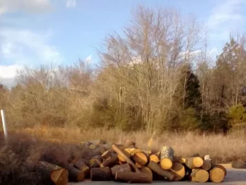 [Hearth.com] Pine Fairy Came to the Hood