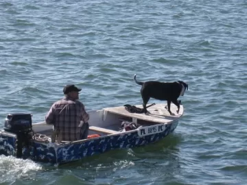 [Hearth.com] Dog pics. Overdone I know but I love dogs, especially Rottweilers. Letâ€™s see â€™em