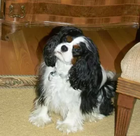 [Hearth.com] Dog pics. Overdone I know but I love dogs, especially Rottweilers. Letâ€™s see â€™em