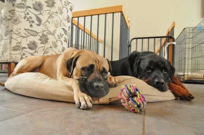[Hearth.com] Aw dad, We're bored, quit messing with the wood!