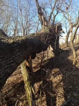 [Hearth.com] Great Score Behind My House!!