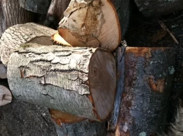 [Hearth.com] Newbie wood IDs please?