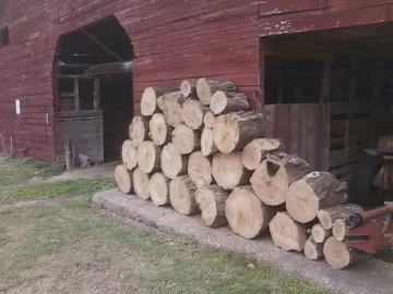[Hearth.com] wood cutting and wood id ?