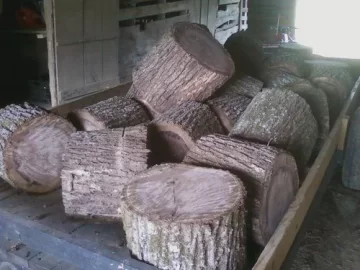 [Hearth.com] wood cutting and wood id ?
