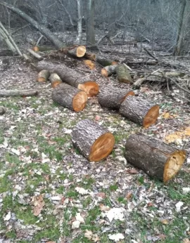 [Hearth.com] Sunday Work - Willow and Birch I think...