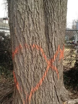 [Hearth.com] Tree ID (Quick, they're cutting right now)