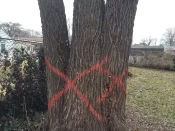[Hearth.com] Tree ID (Quick, they're cutting right now)
