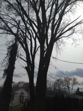 [Hearth.com] Tree ID (Quick, they're cutting right now)
