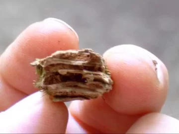 [Hearth.com] Tree ID (Quick, they're cutting right now)