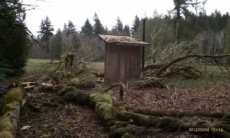 [Hearth.com] Dang tree fell on my ashaus