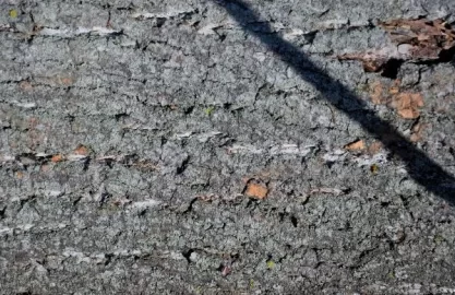 [Hearth.com] Wood I.D. Help What In The World Is This Stuff??