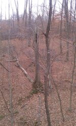 Project 2012: Trees+chainsaws= food plots!