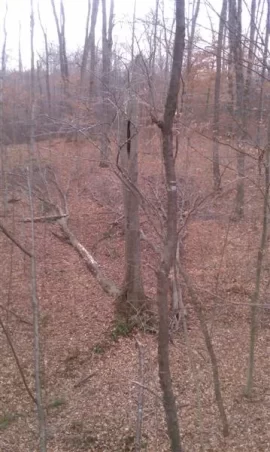[Hearth.com] Project 2012: Trees+chainsaws= food plots!