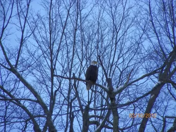 [Hearth.com] Eagle
