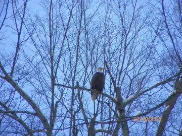[Hearth.com] Eagle