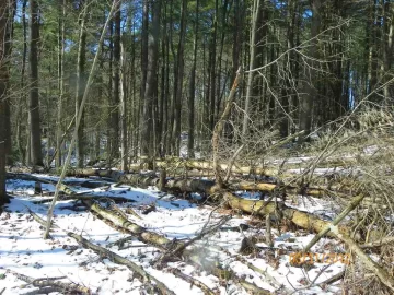 [Hearth.com] More Pine Clean Up