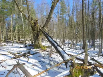 [Hearth.com] More Pine Clean Up