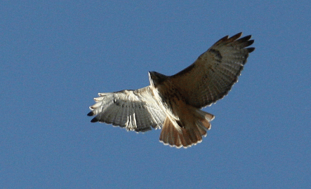[Hearth.com] Red Tailed Hawk