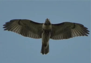 [Hearth.com] Red Tailed Hawk