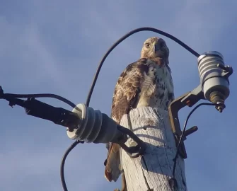 [Hearth.com] Red Tailed Hawk