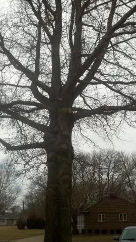 [Hearth.com] Pin Oak updated with 1st load pics