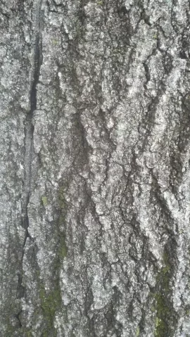 [Hearth.com] Pin Oak updated with 1st load pics