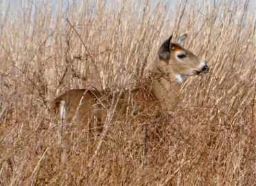 [Hearth.com] Deer in the brambles...