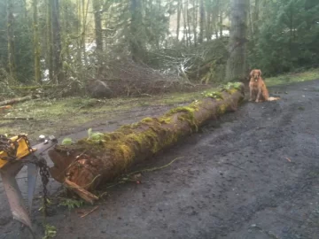 [Hearth.com] Truck logging - New Pics Added