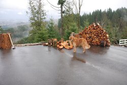 Truck logging - New Pics Added