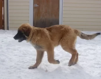 [Hearth.com] gotta love this face (new pup)