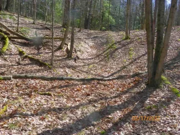 [Hearth.com] Went Scouting for More Wood