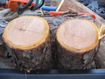 [Hearth.com] Cut this today.