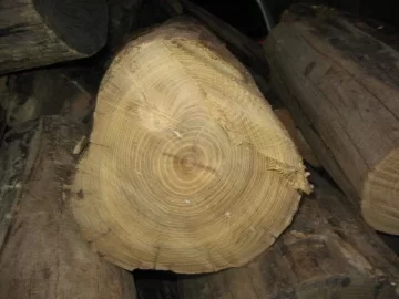 [Hearth.com] Cut this today.
