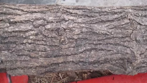 [Hearth.com] Wood ID Help
