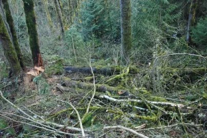 [Hearth.com] Truck logging - New Pics Added