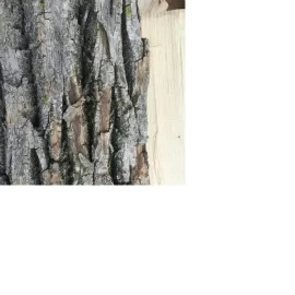 [Hearth.com] Wood id