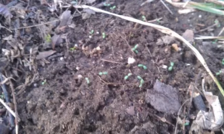 [Hearth.com] Project 2012: Trees+chainsaws= food plots!