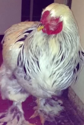 [Hearth.com] Can you love a rooster?