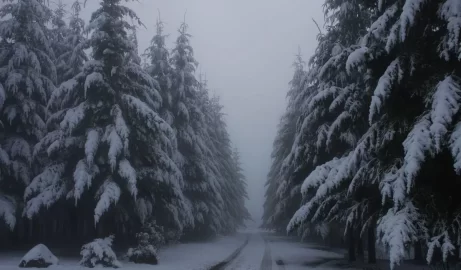 [Hearth.com] My walk this morning.